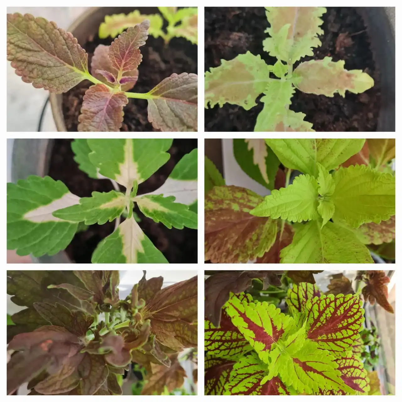 Продажа срезов в центре Братска