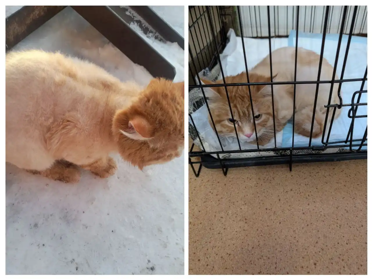 Найден большой рыжий стриженый кот на Приморской