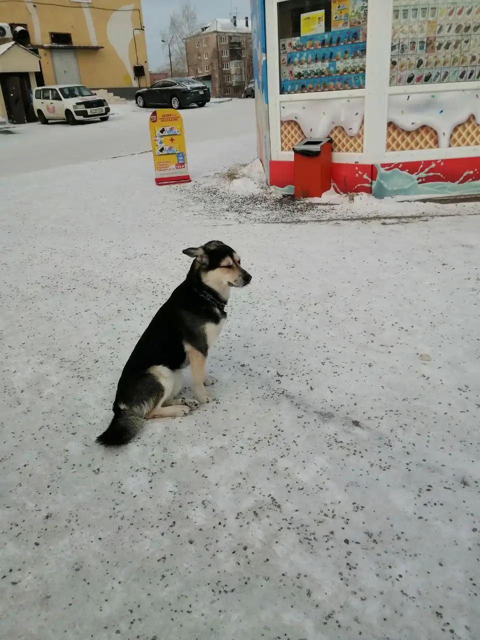 Найден кобель на улице Кирова
