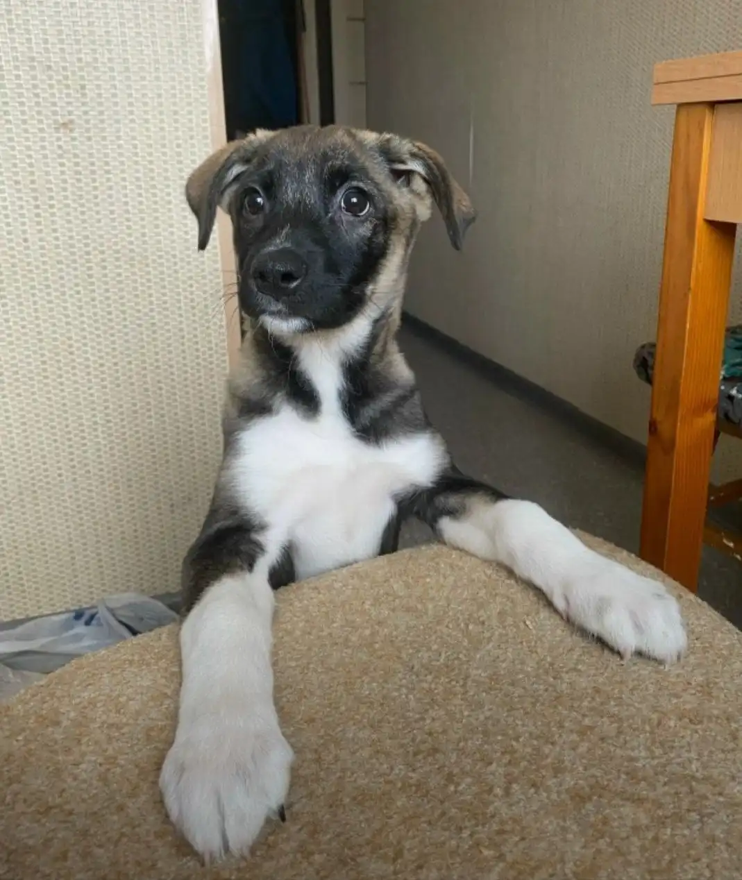 Потерялась собака Мия в районе улиц Обручева-Курчатова