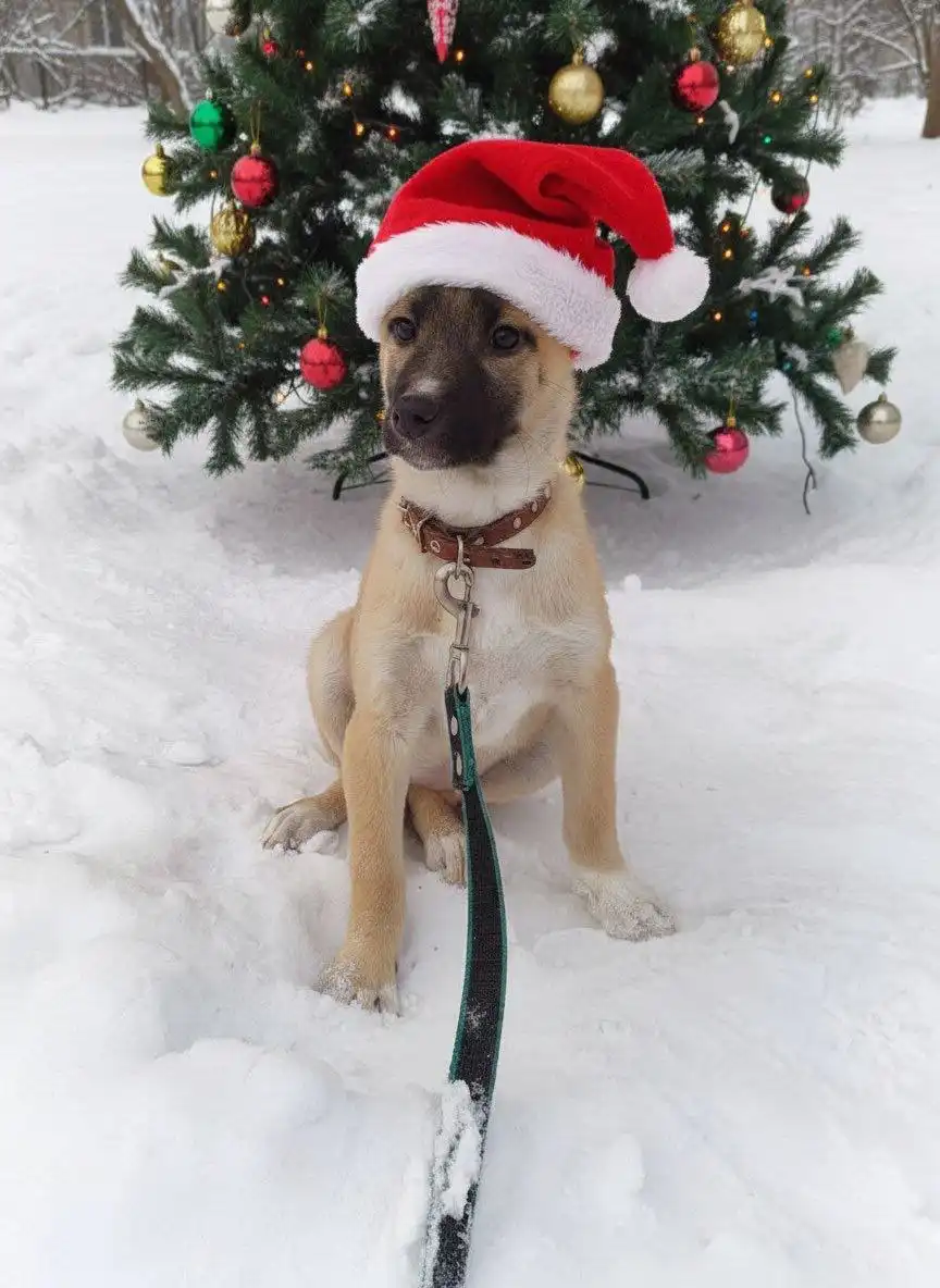 Ищем семью для щенка Арвы