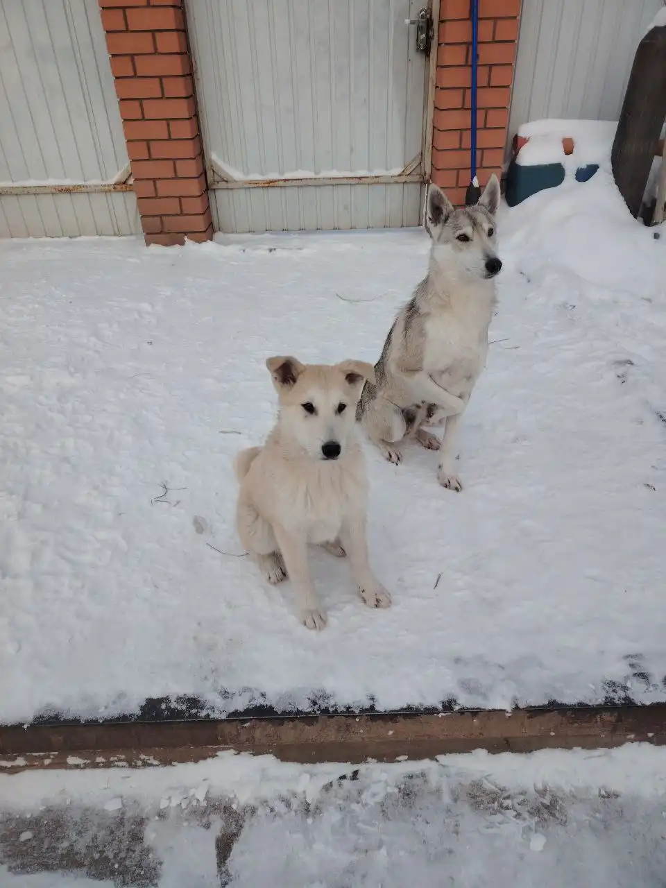 Продажа щенка ЗСЛ кобеля 3.5 месяца