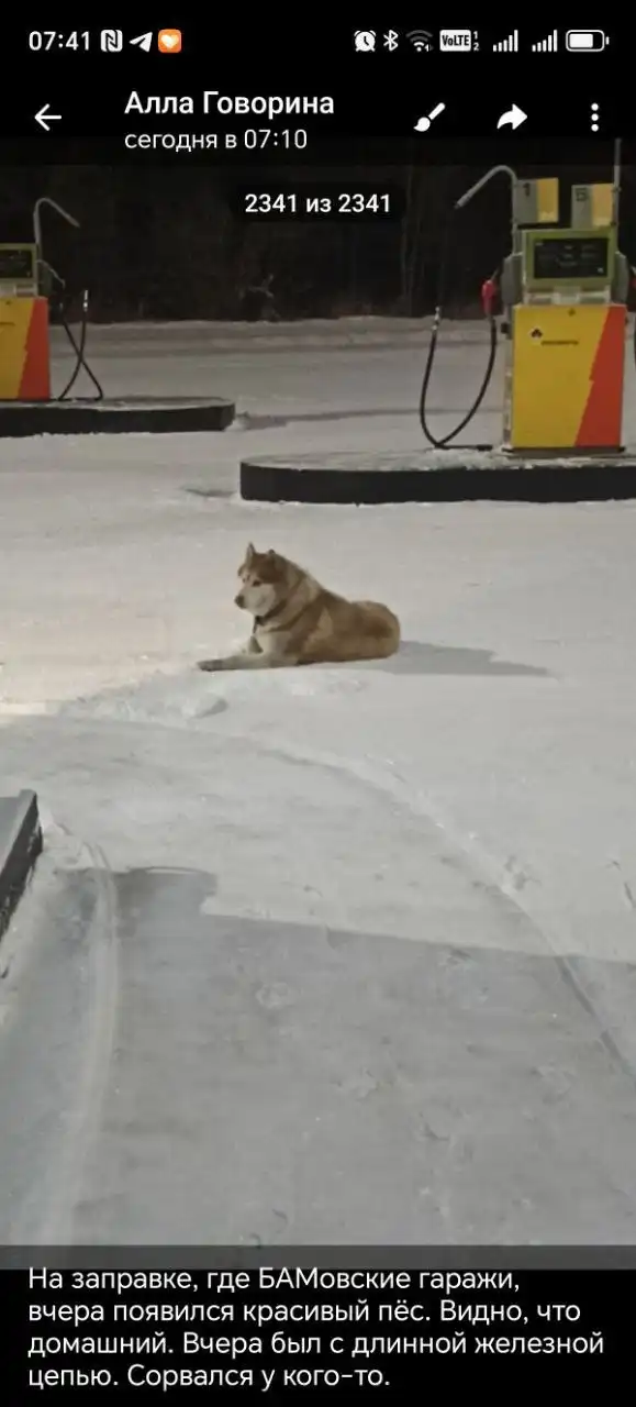 Пропавшая хаска Дэм в Братске