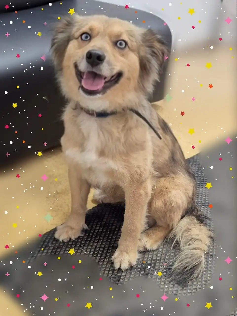 Ищет дом жизнерадостная собака Ева в Братске