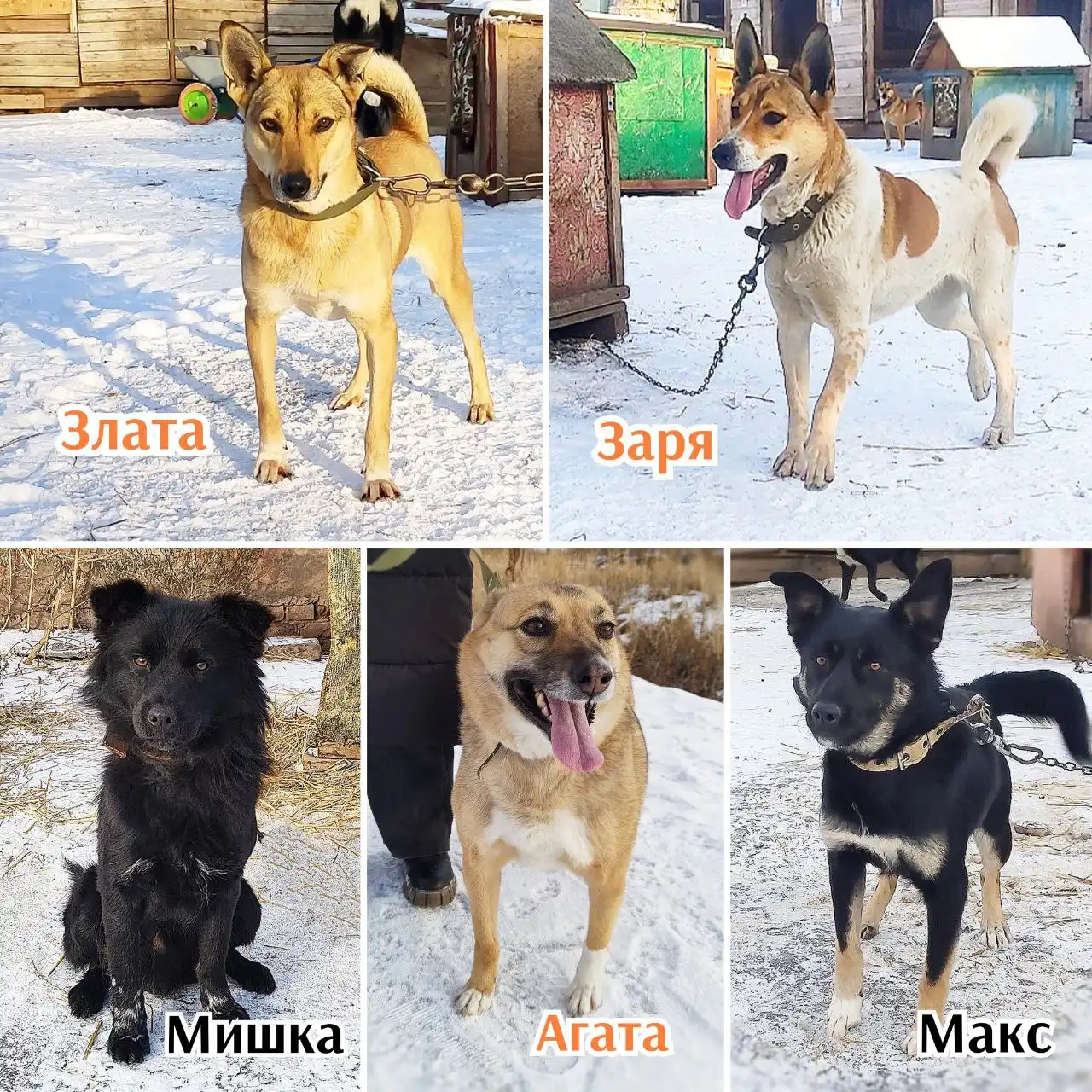 Кошки из приюта г. Братска