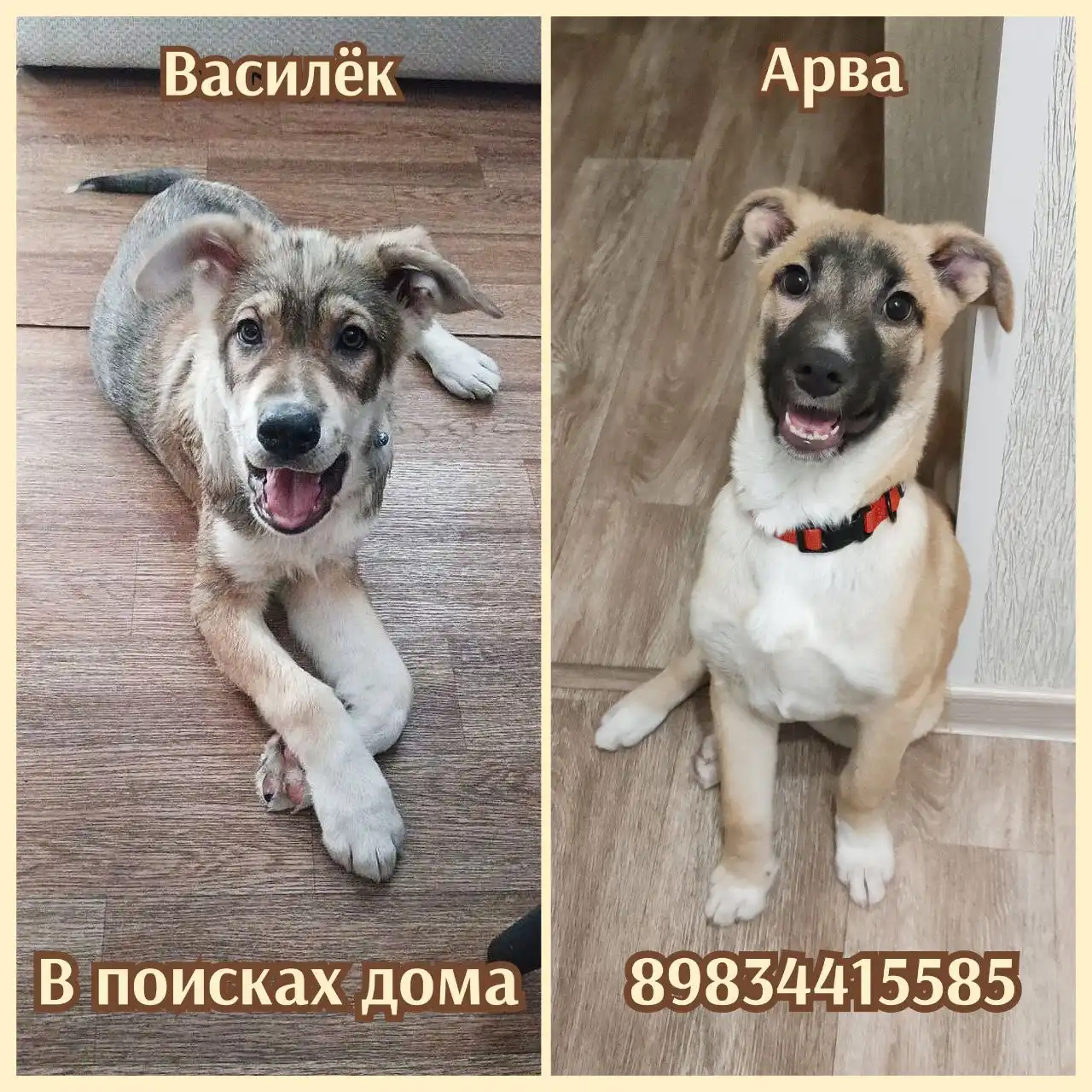 Щенки 4 месяца, привиты и воспитаны