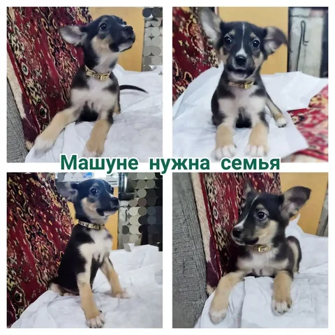 Объявление о товаре или услуге в Братске - Барахолка в Братск