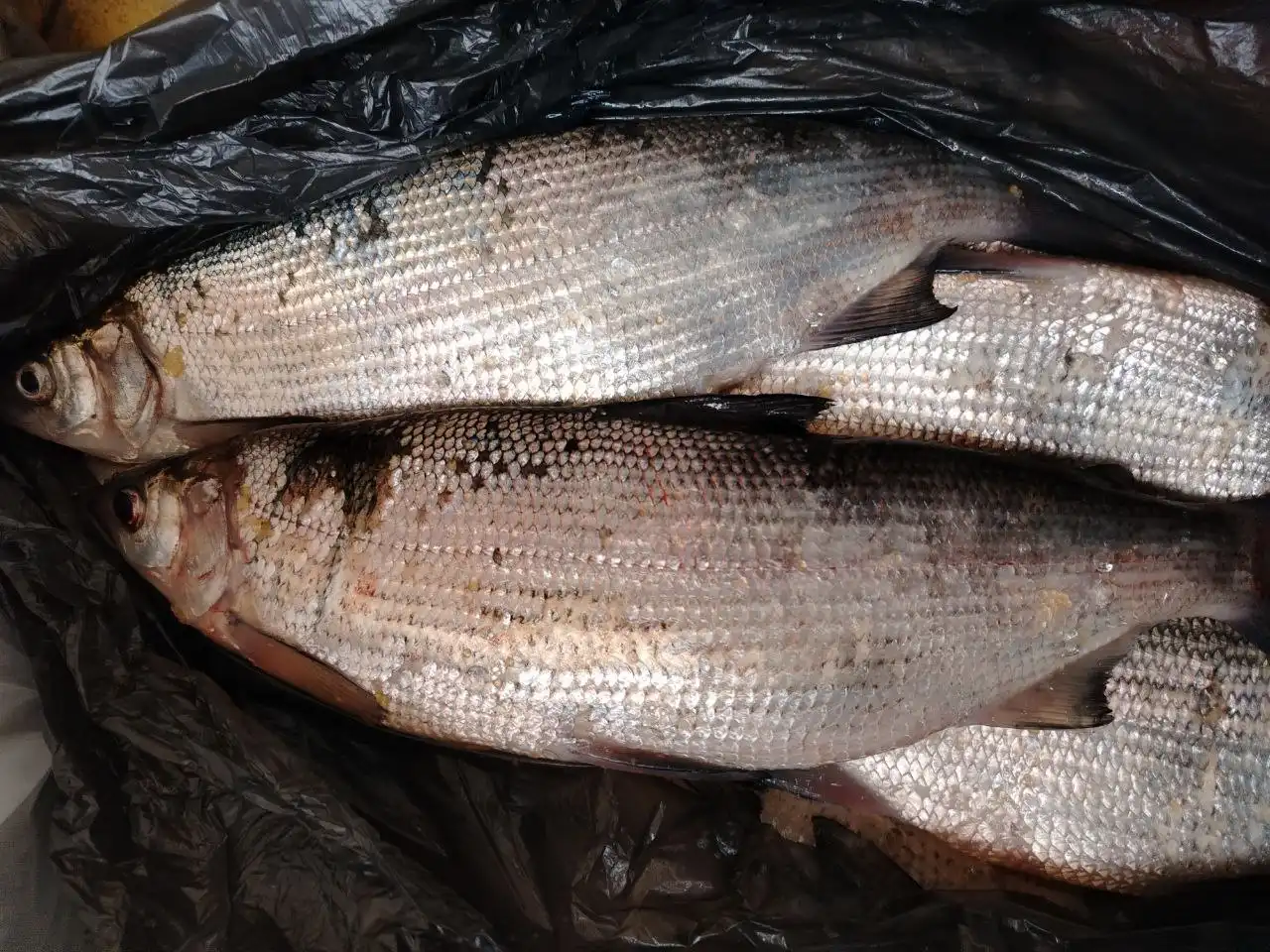 Продажа свежемороженной пеляди и мяса кролика