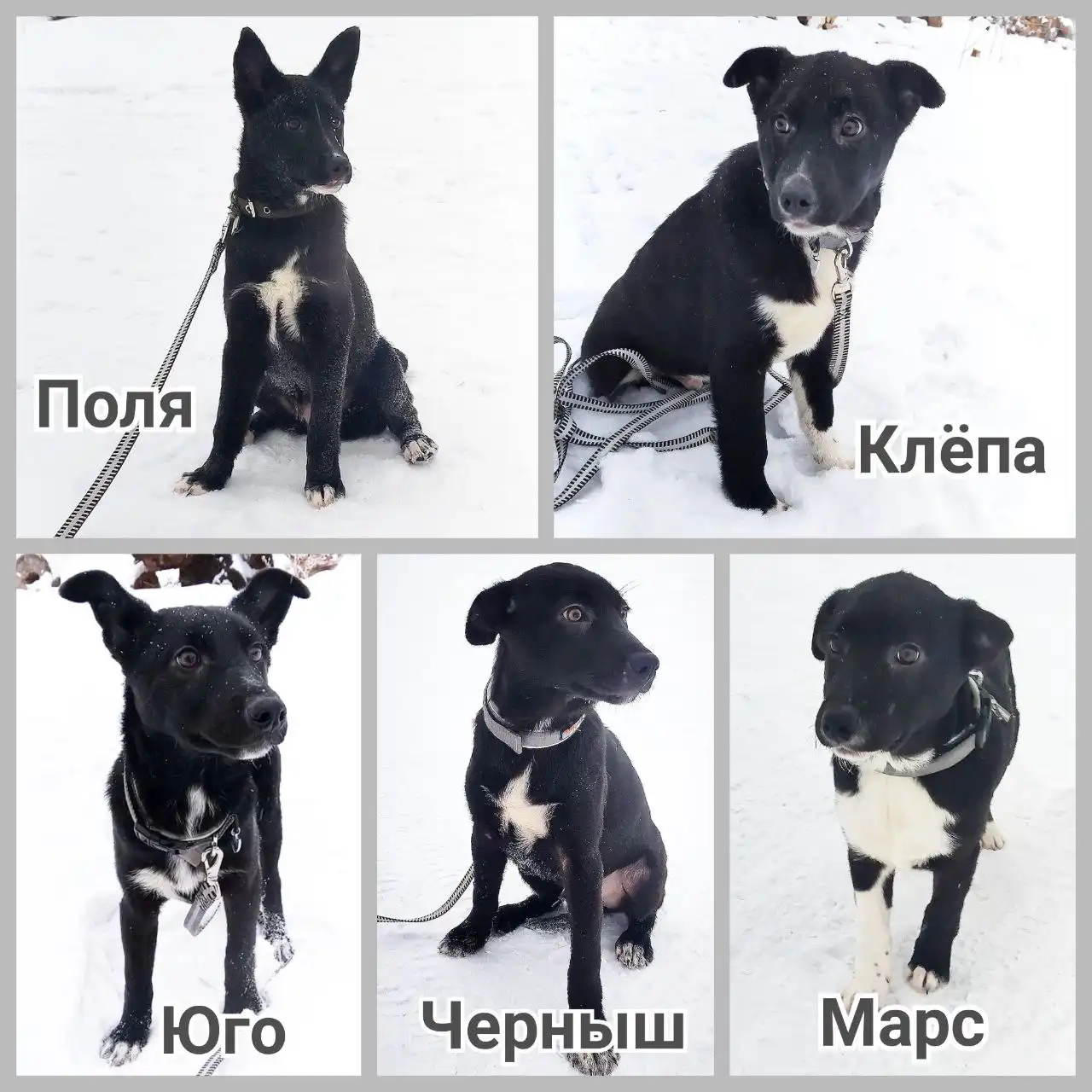 Щенки в поисках дома