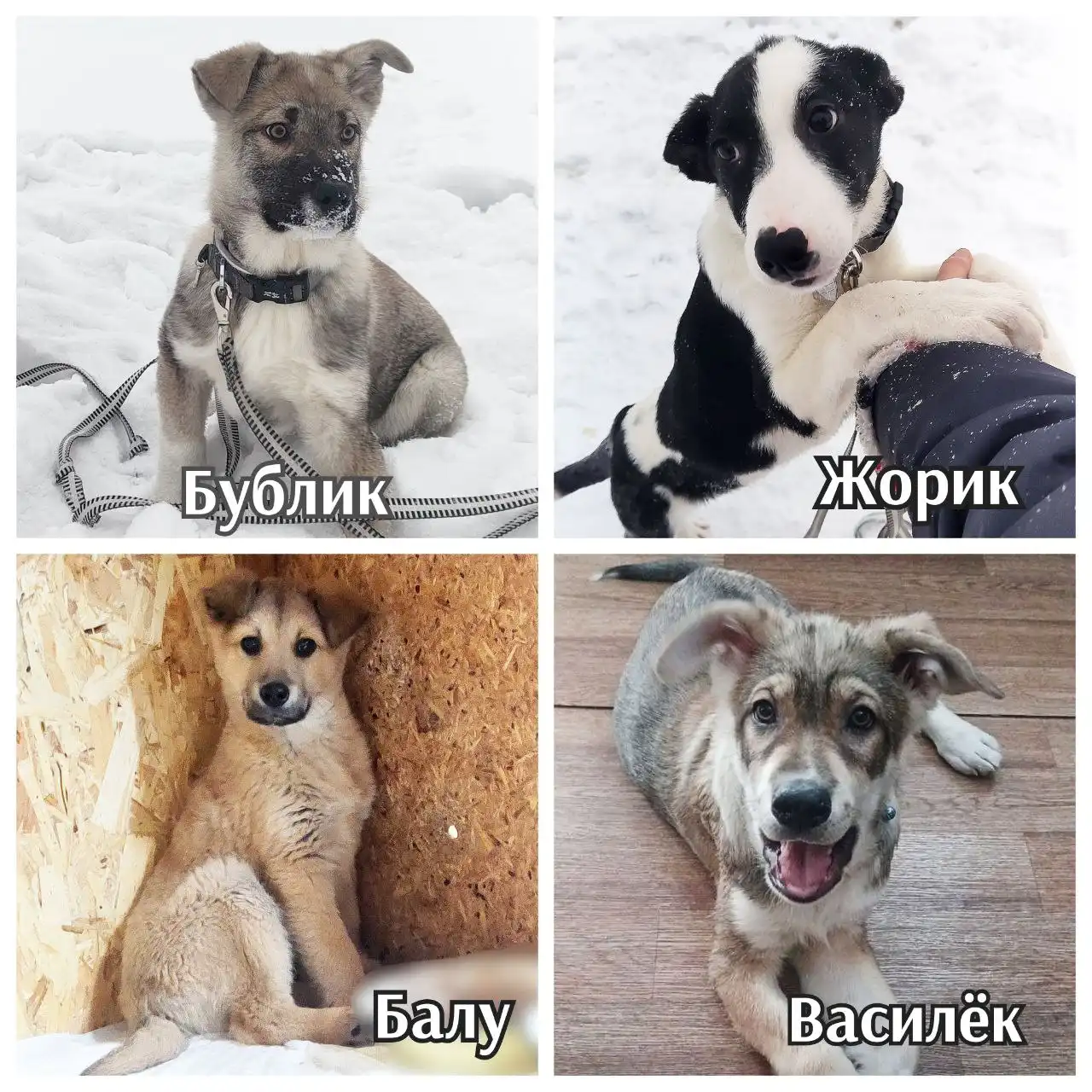 Мальчишки в ожидании семьи