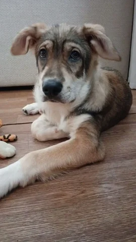 Собака Васюша ищет дом - Животные в Братск