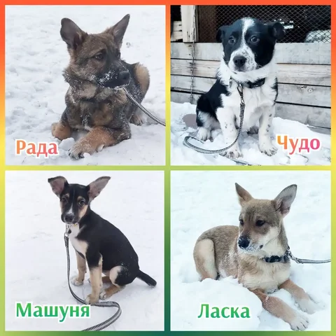 Ищем любящие семьи для малышек - Животные в Братск