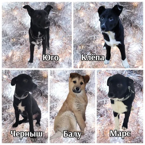 Ищем семьи для привитых животных - частное объявление в Братск