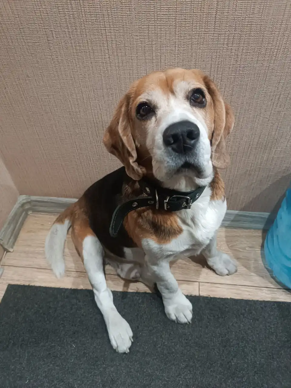 Пёс найден в центральном районе Братска - Собаки (Животные) в Братск