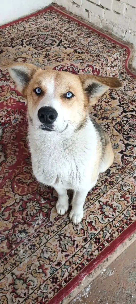 Пропала собака Злата в районе Соснового бора - Собаки (Животные) в Братск