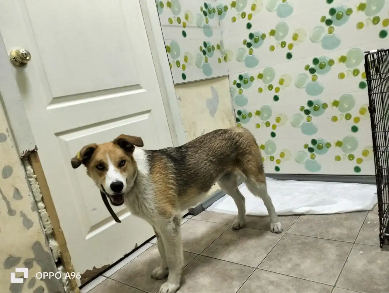 Пропала собака Злата в районе Соснового бора - Собаки (Животные) в Братск