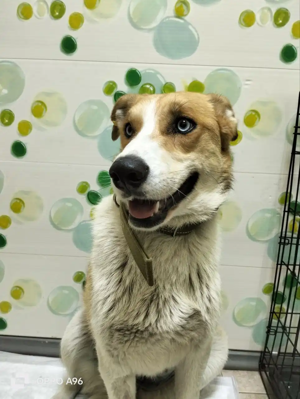 Пропала собака Злата в районе Соснового бора - Собаки (Животные) в Братск