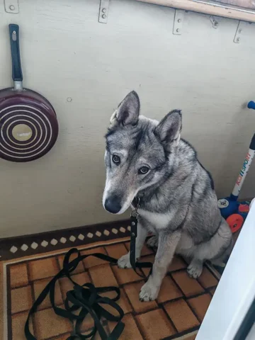 Найден потерявшийся кобель - Собаки в Братск