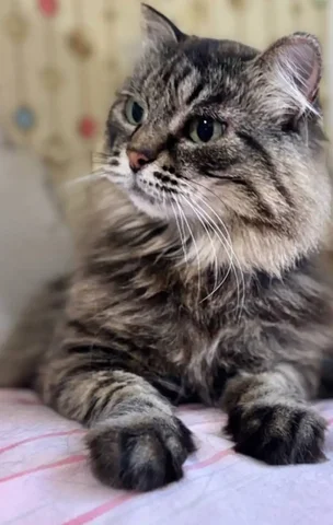 Сибирская пушистая кошка - Кошки в Братск