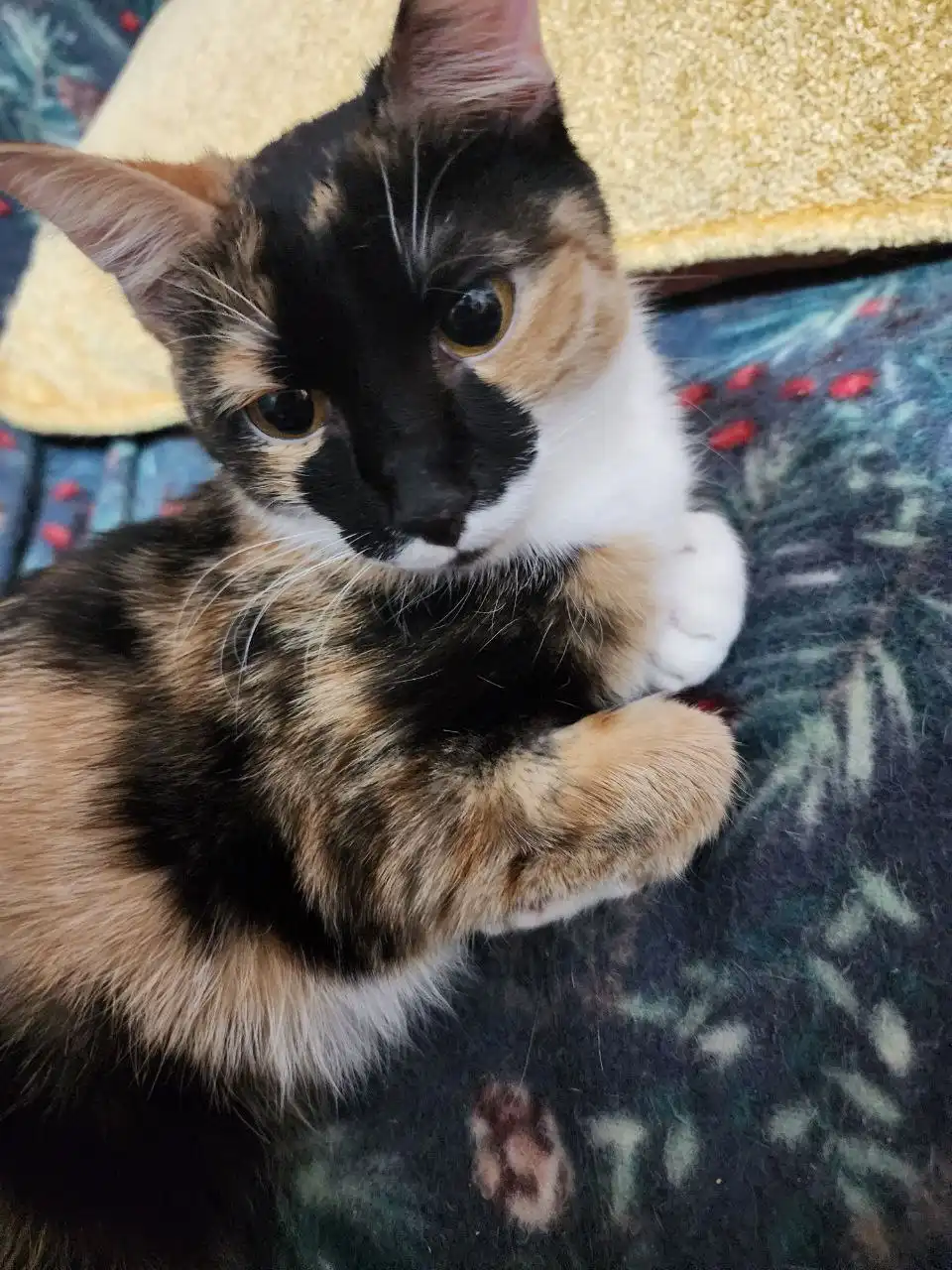 Ласковая кошечка ищет семью - Кошки (Животные) в Братск