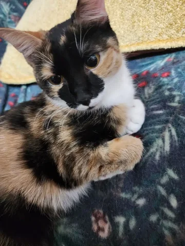 Ласковая кошечка ищет семью - Кошки в Братск