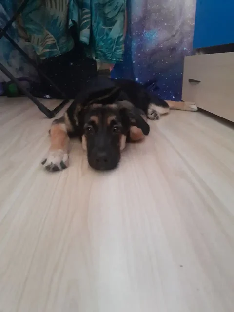 Тоскует девочка - Корм для животных в Братск