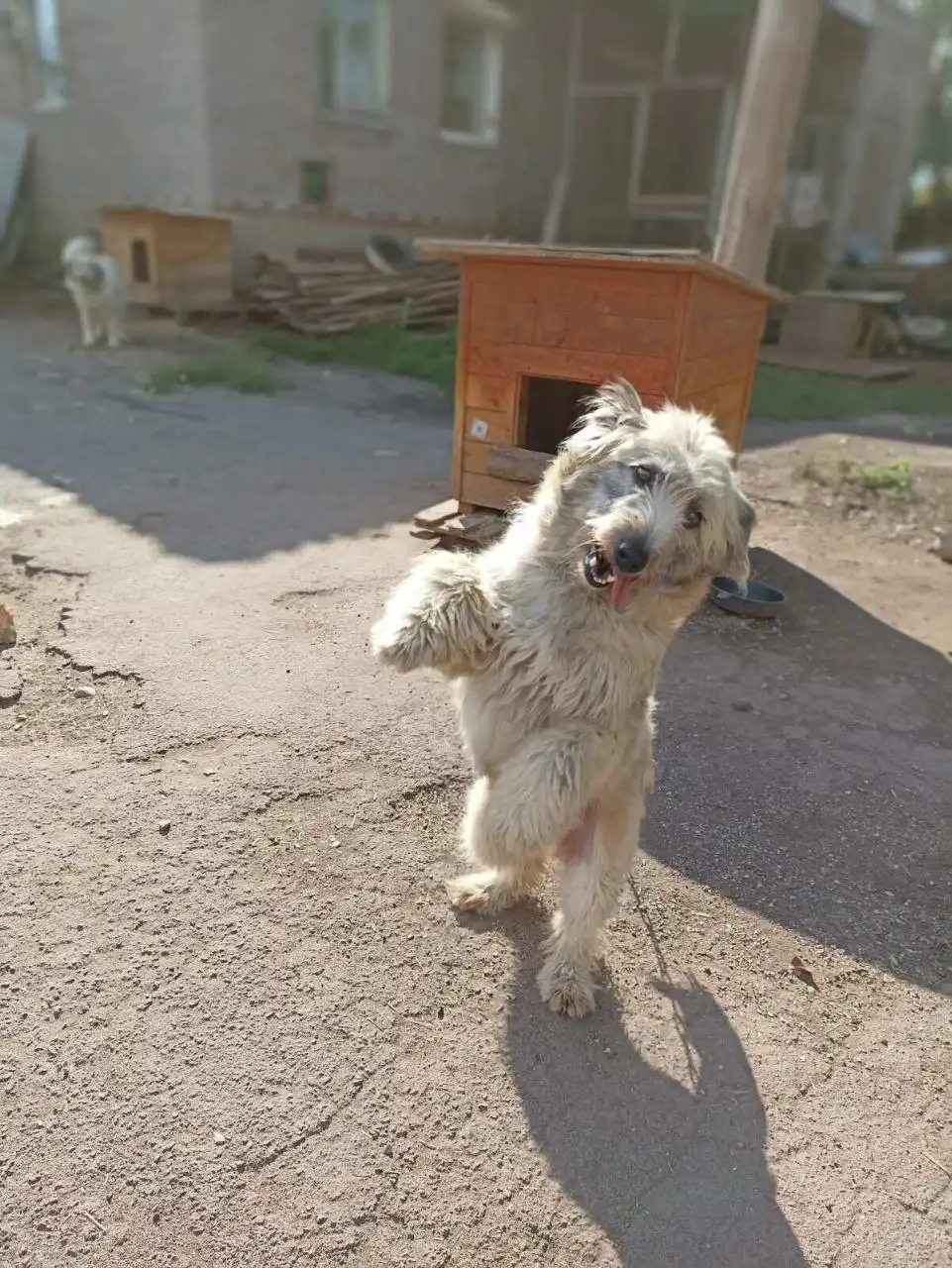 Собака породы хаски в Братске - Собаки (Животные) в Братск