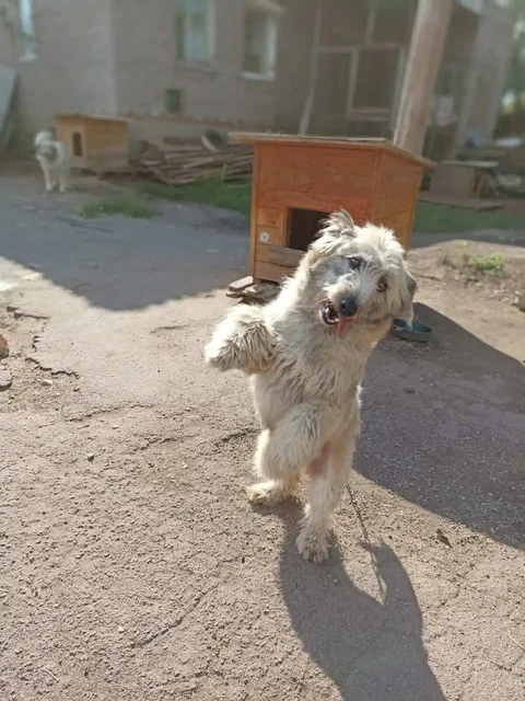 Собака породы хаски в Братске - Собаки в Братск