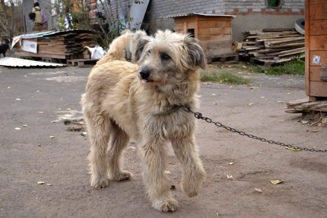 Собака породы хаски в Братске - Собаки (Животные) в Братск