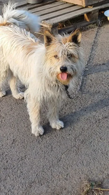 Жучка - добрейшей души собака для дома или квартиры - Собаки в Братск