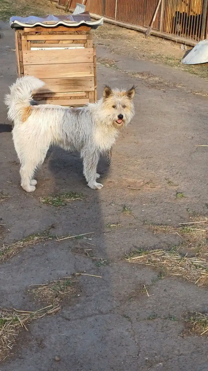 Жучка - добрейшей души собака для дома или квартиры - Собаки (Животные) в Братск