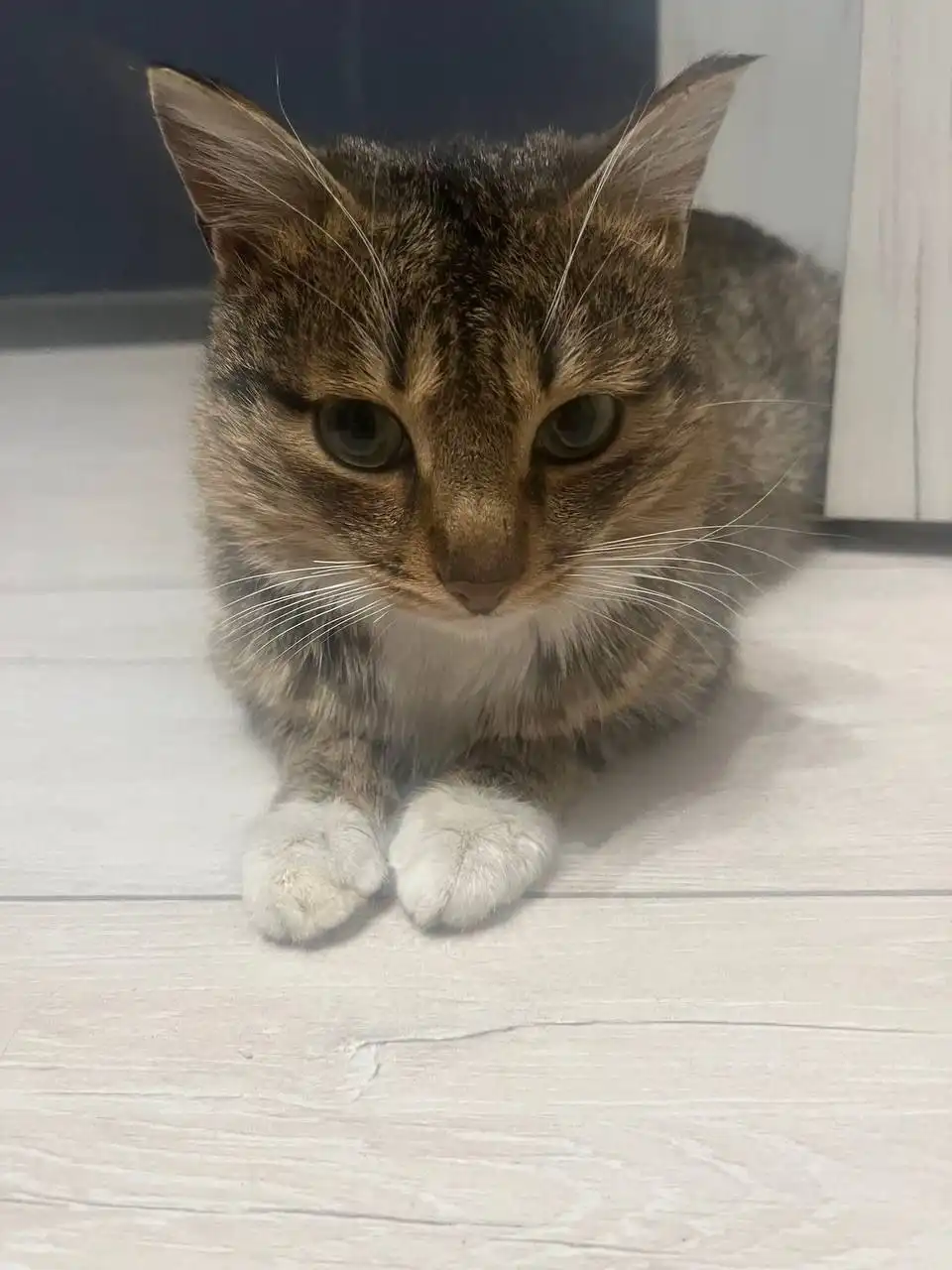 Ищем дом для молодого котика - Кошки (Животные) в Братск