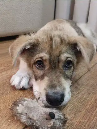 Василёк ищет семью