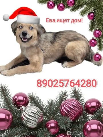 ЕВА ищет дом: ласковая собака для квартиры или частного дома - Собаки в Братск