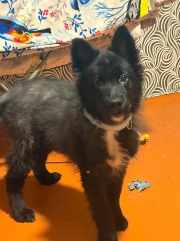 Щенок Боня ищет дом - Собаки в Братск