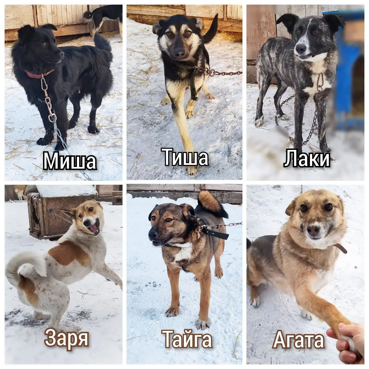 Ищут дом для животных из приюта