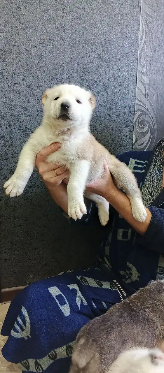 Щенки алабая в Братске