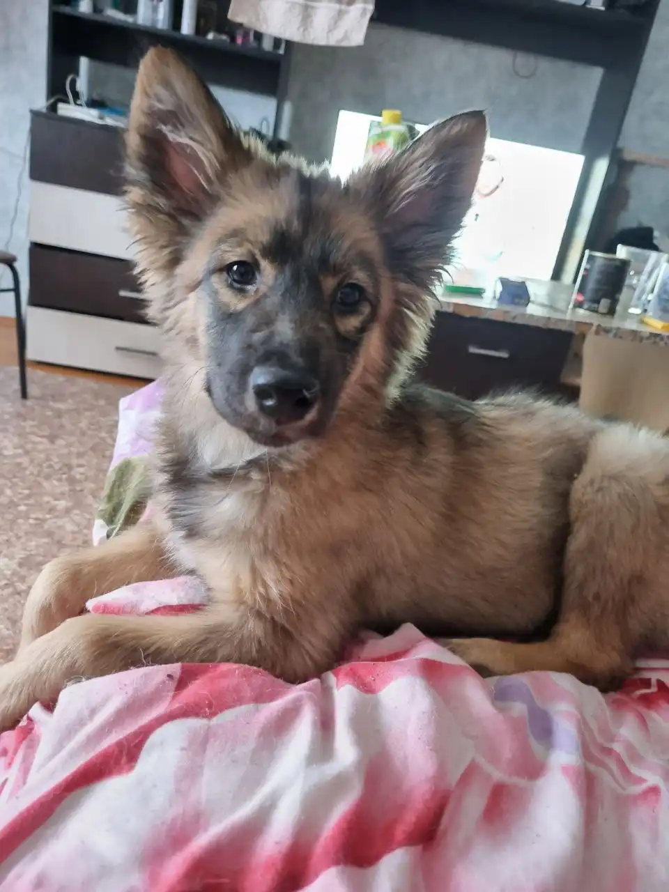 Ищет дом для собаки