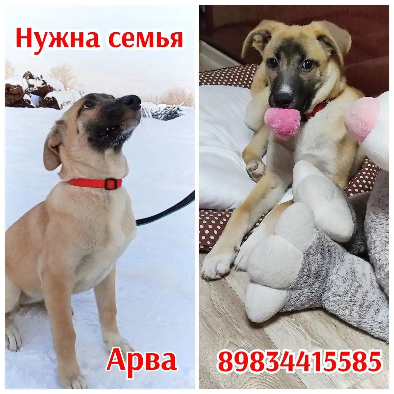 Щенок для переезда в любящую семью