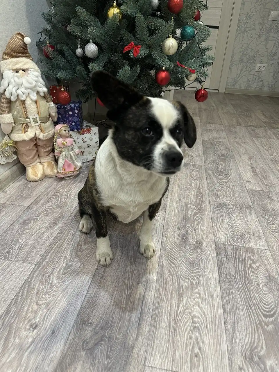 Отдам в добрые руки ласковую и умную собаку