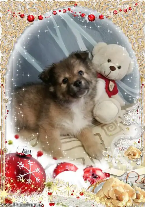 Щенки в добрые руки в Братске