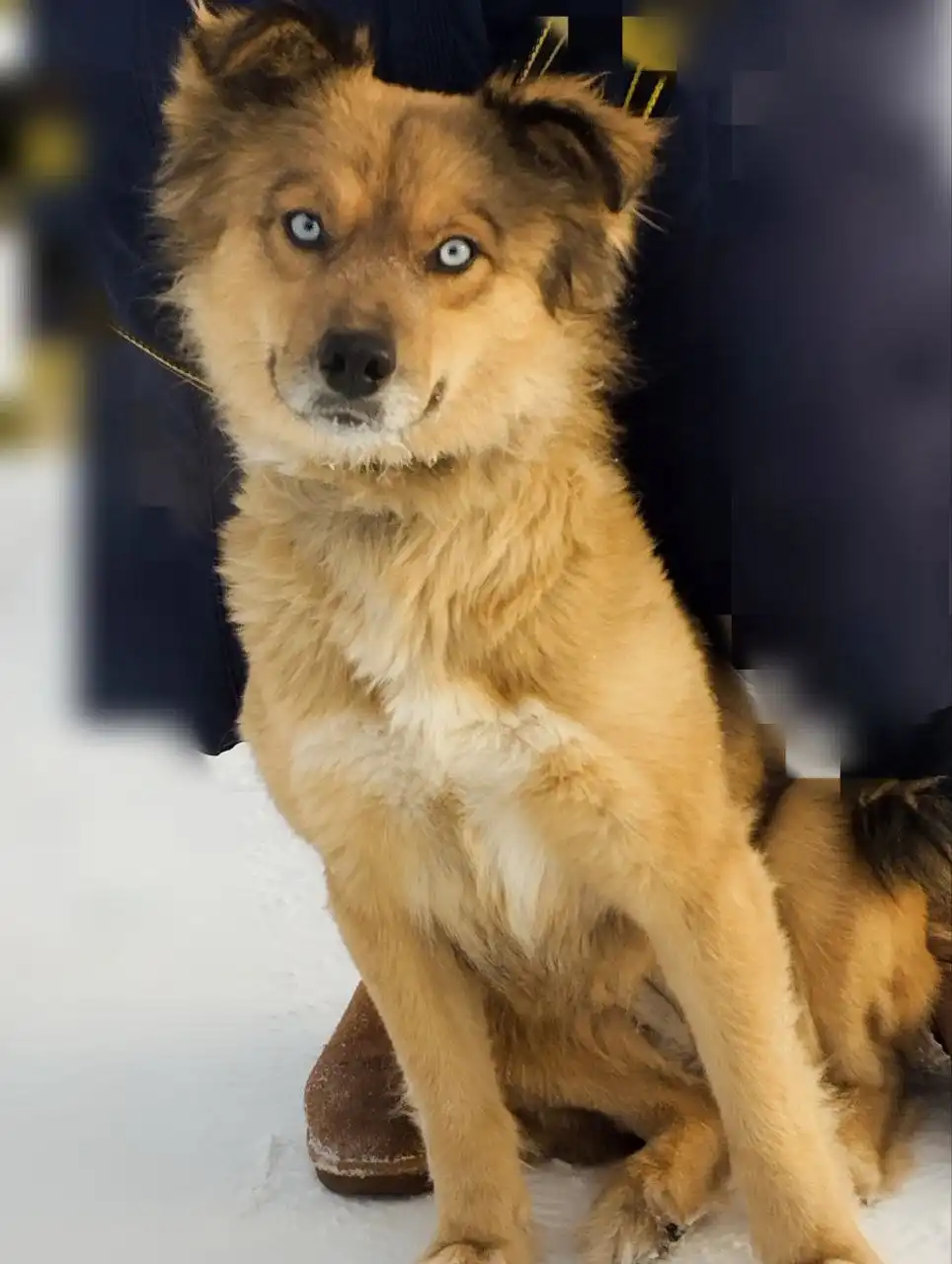 Ева, ласковая собака, ищет любящую семью - Собаки (Животные) в Братск