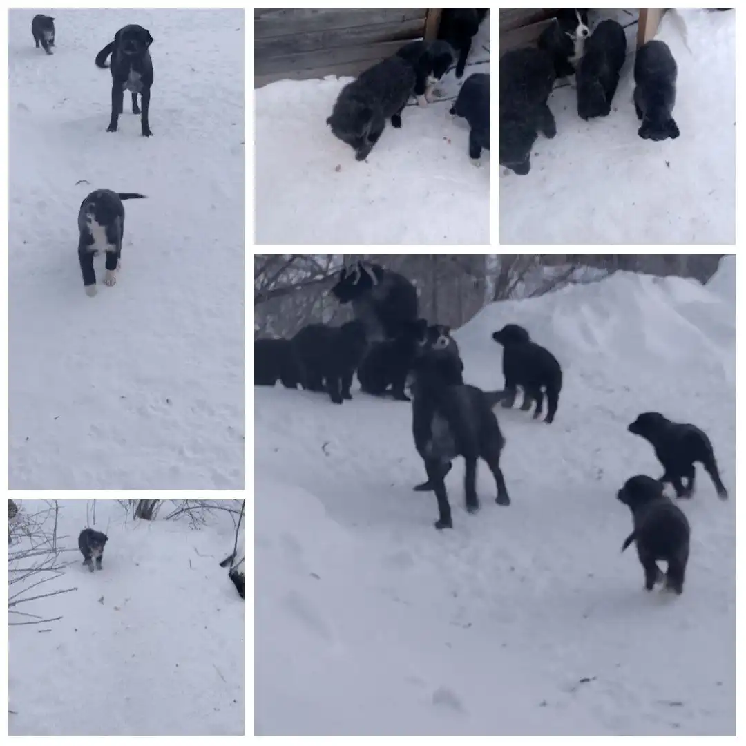 Щенки 2 месяца ищут дом - Собаки (Животные) в Братск