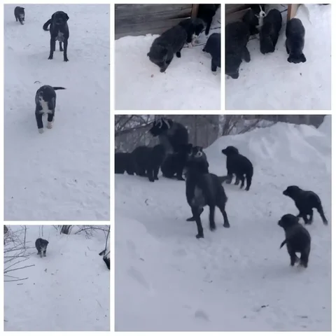 Щенки 2 месяца ищут дом - Собаки в Братск