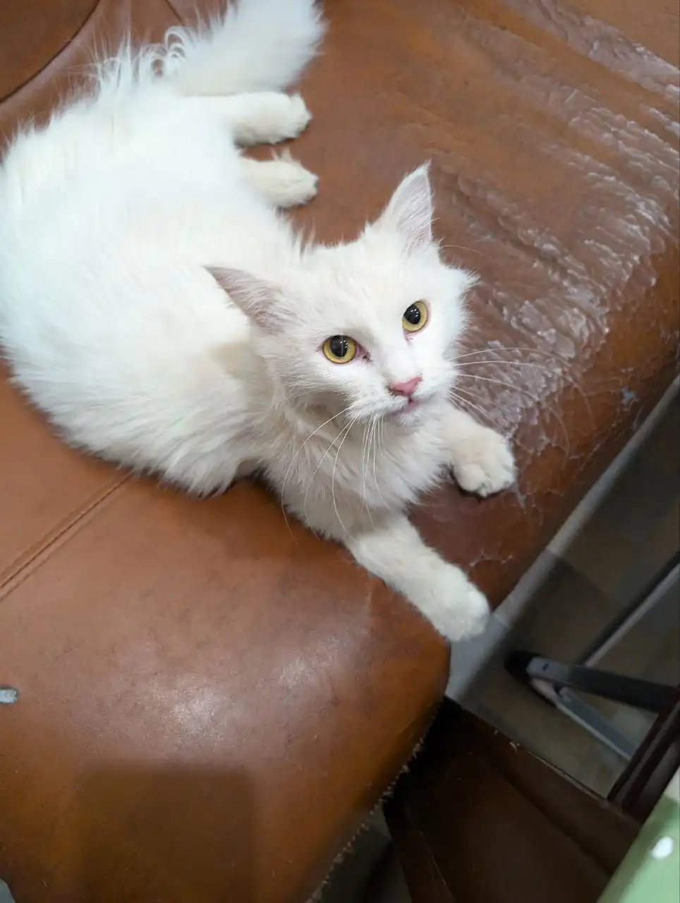 Белая кошечка ищет дом - Кошки (Животные) в Братск