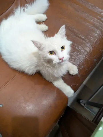 Белая кошечка ищет дом - частное объявление в Братск