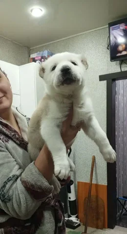 Продажа щенка САО - частное объявление в Братск