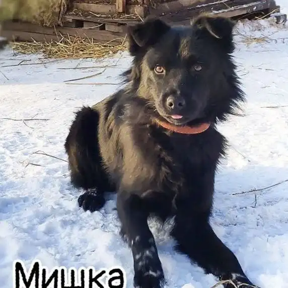 Мишка ищет семью - Животные в Братск