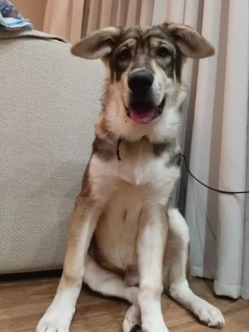 Щенок Василёк ищет семью - Клетки в Братск