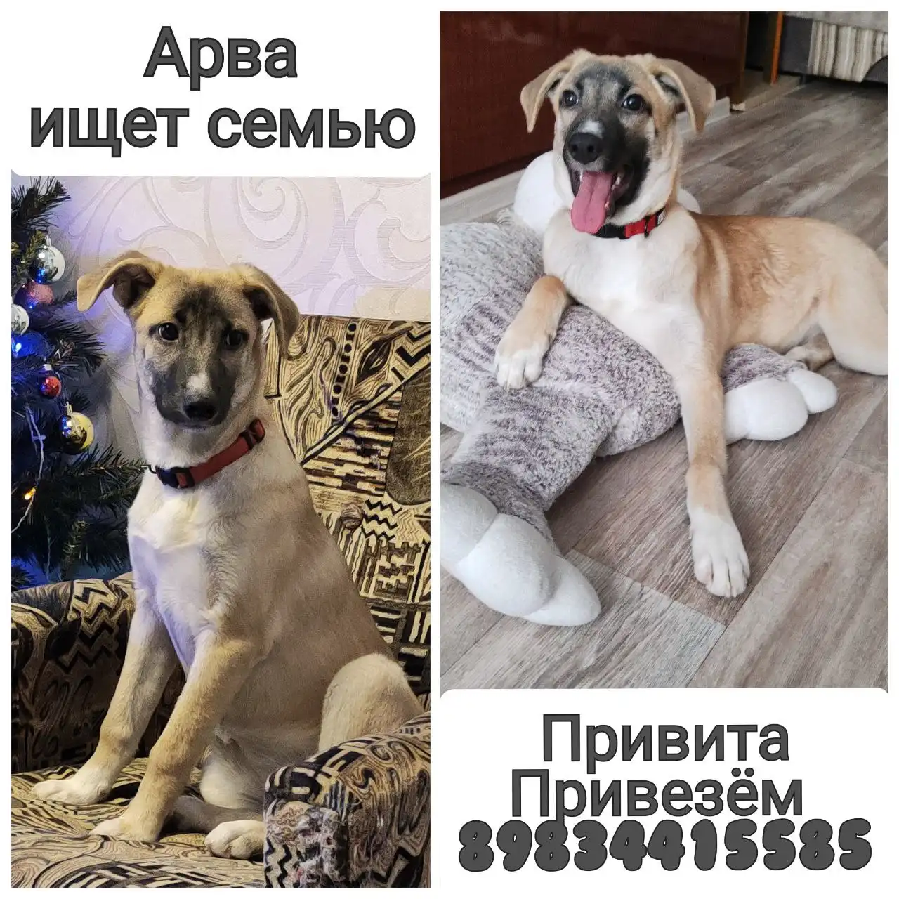 Воспитанная собака с обучением командам - Собаки (Животные) в Братск